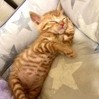 寝ている子猫