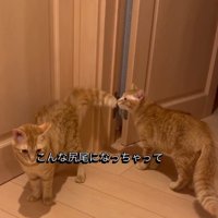 「こんなしっぽになっちゃって…」と書かれた写真2