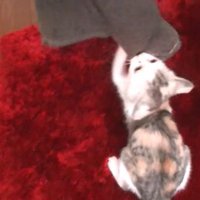 タオルに夢中ネコ吉ちゃん