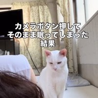 眠るママを見て目を細める白猫