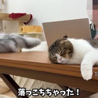 テーブルから落ちる猫たち
