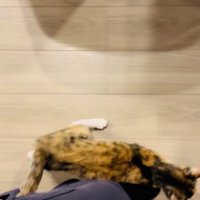 鳴きながら飼い主さんの足に擦り寄る三毛猫