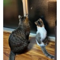 窓にいる猫