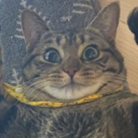 にっこりする猫