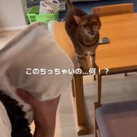 赤ちゃんを抱っこした女性と猫