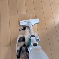 掃除機と並んで歩く三毛猫
