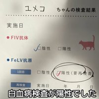 テロップ「白血病検査が～」
