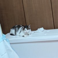 険しい顔の猫