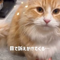 お座りをしているカメラ目線の猫「目で訴えかけてくる…」