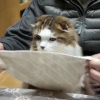 布を持ち上げる