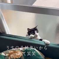 隙間から出ようとする猫さん