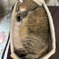 もふもふな猫