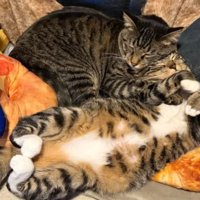 室内にいる猫