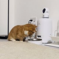 給餌機に手を伸ばすマンチカン