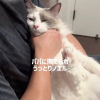 抱っこされる猫