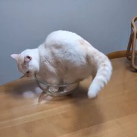 ボウルの中で立つ猫