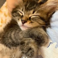 仰向けで前足を重ねて寝ている子猫