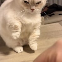 飼い主さんに怒るミヌエット