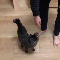 猫に近づくパパ