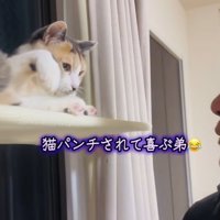 弟を見る三毛猫