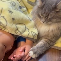 寝ている子どもと猫