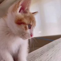 ソファの背もたれに座る猫