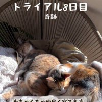 椅子の上で寝ている2匹の猫