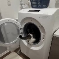 洗濯機を覗き込む猫