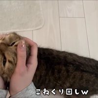 慣れてきた飼い主さんにこねくり回されるみにらくん
