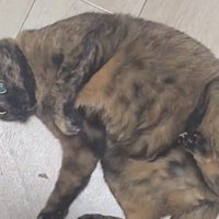 しっぽを逃がして呆然とした表情を浮かべる猫