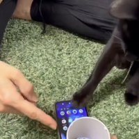 スマホをタップして、カメラアプリを消す猫
