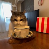 こちらを見つめる猫