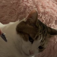 キジトラの顔アップと飼い主の見切れたネイル