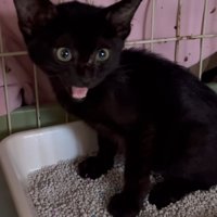 鳴いている子猫