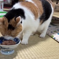 ごはん