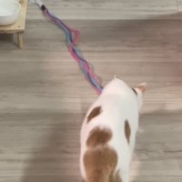 おもちゃをくわえようとしている猫