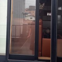 網戸を見ている猫
