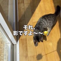 おもちゃの影でじゃれる猫