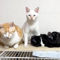 カメラ目線のチロちゃん