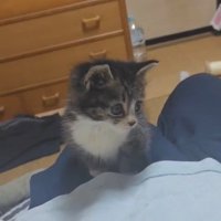 人のひざの上に乗る子猫