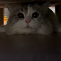 ソファの下に滑り込んできた猫
