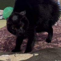 威嚇している黒猫さん