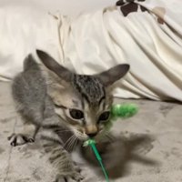 おもちゃで遊ぶ子猫