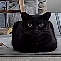 遠くからみると四角い形になっている猫