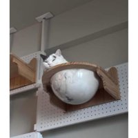 くつろいでいる猫