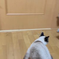 振り返る猫