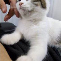 人に撫でられている猫