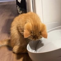 手を舐める猫