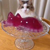 震える猫型ゼリーを見て固まる猫