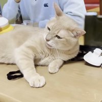 鳴き声を上げた姿